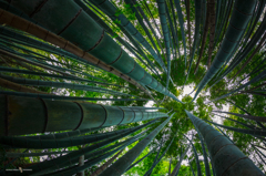 Bamboo shower