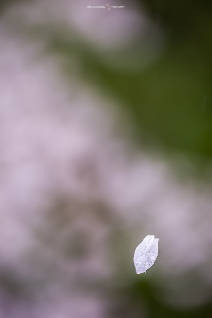 ひらり