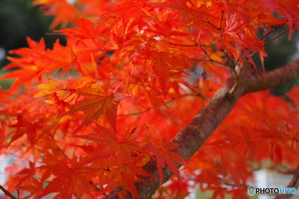 紅葉