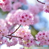 紅吉野桜