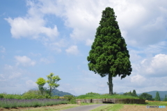 1本の大きな木
