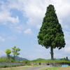 1本の大きな木