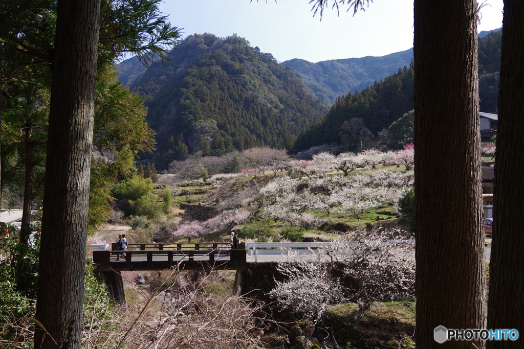 川売の梅