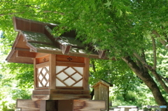 緑のもみじ