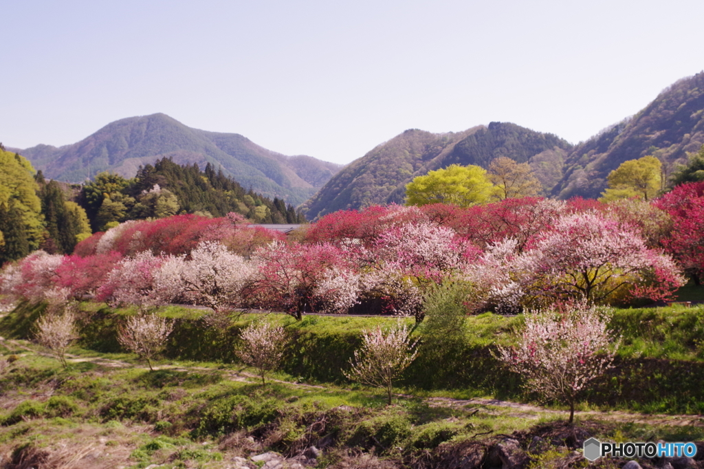 花桃の里