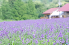 青山リゾート