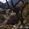 橋の下の梅