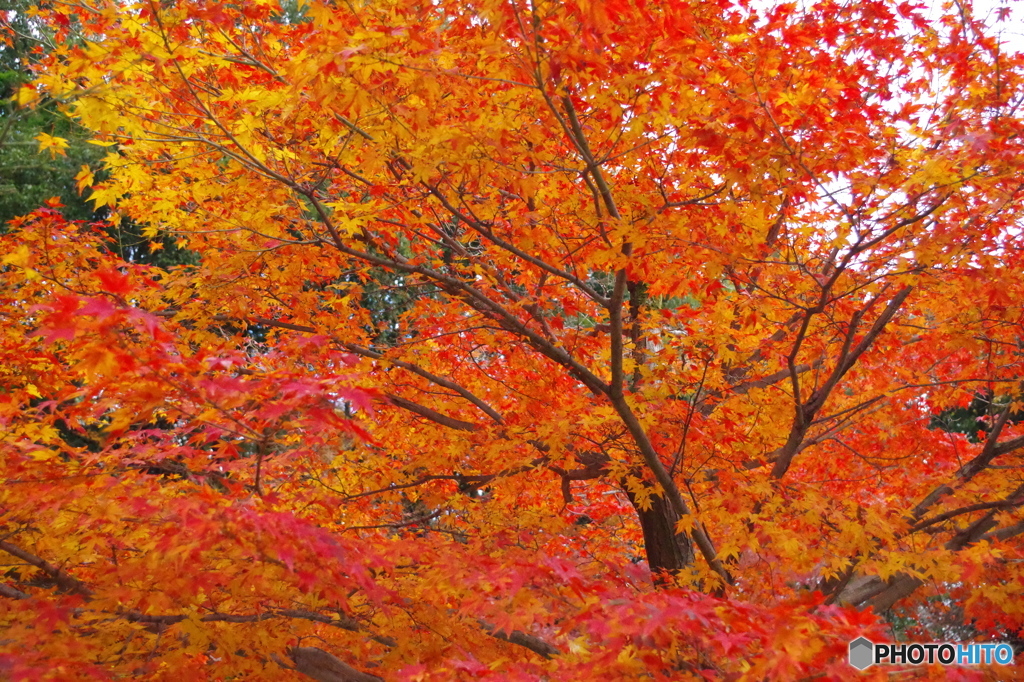 紅葉