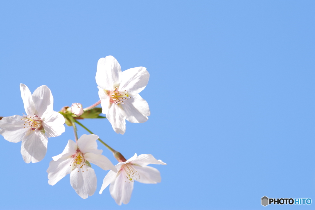 青空と桜