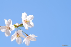 青空と桜