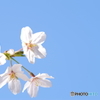 青空と桜