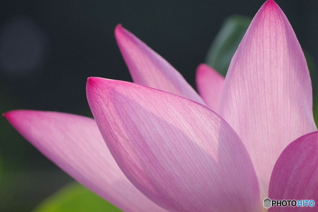 蓮の花脈