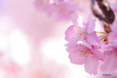 河津桜