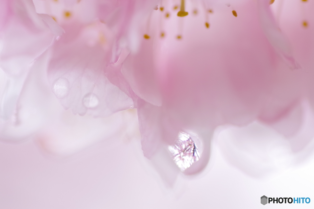 雨上がりの河津桜