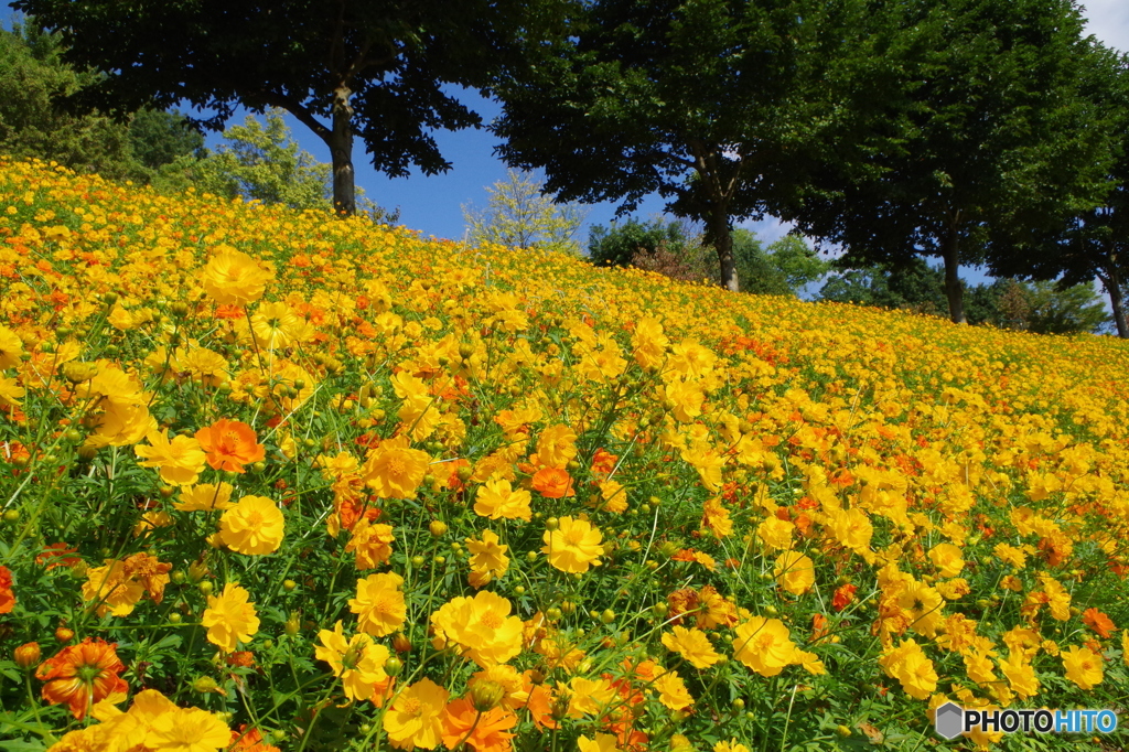 花フェスタ記念公園
