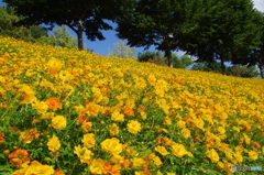 花フェスタ記念公園