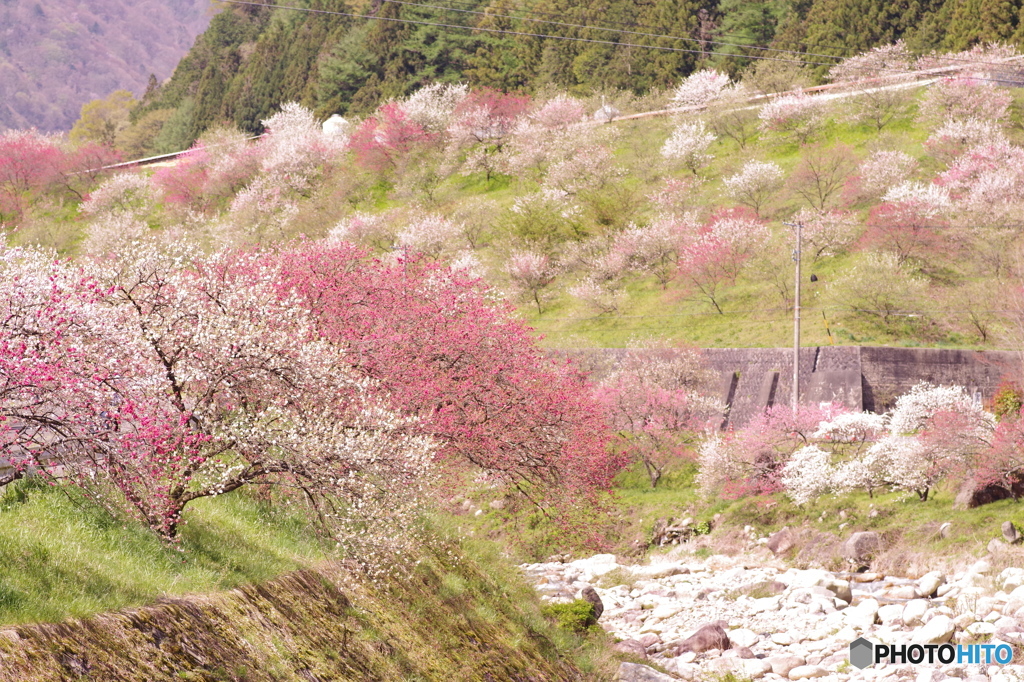 花桃の里②