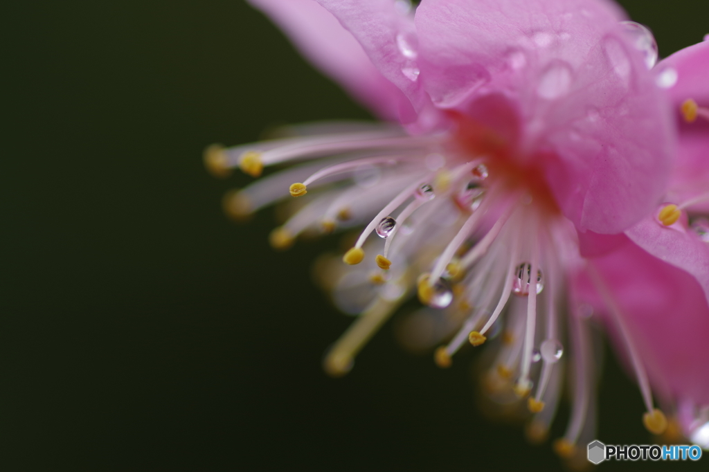 雨の日の梅
