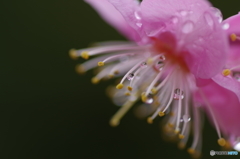 雨の日の梅