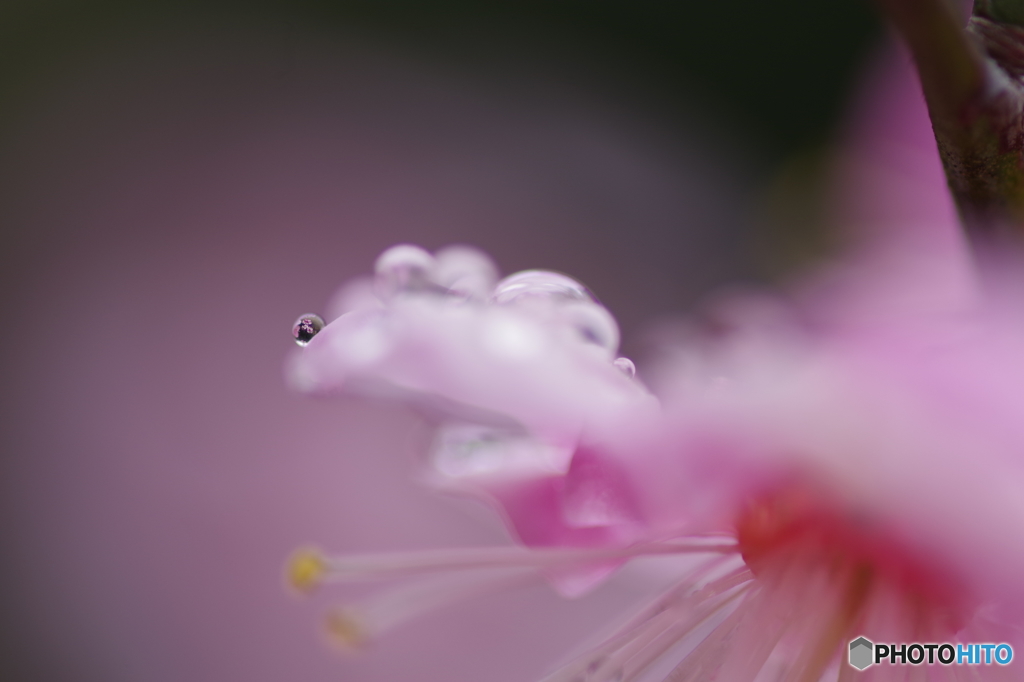 ひとしずく