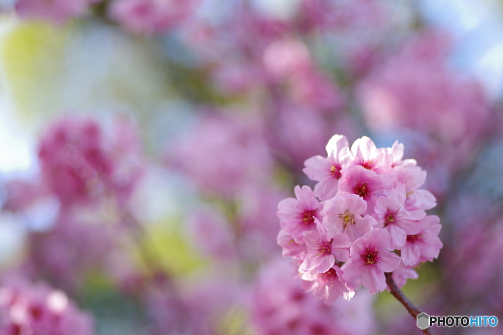 まんまる桜