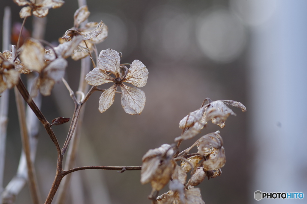 冬の紫陽花