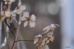 冬の紫陽花
