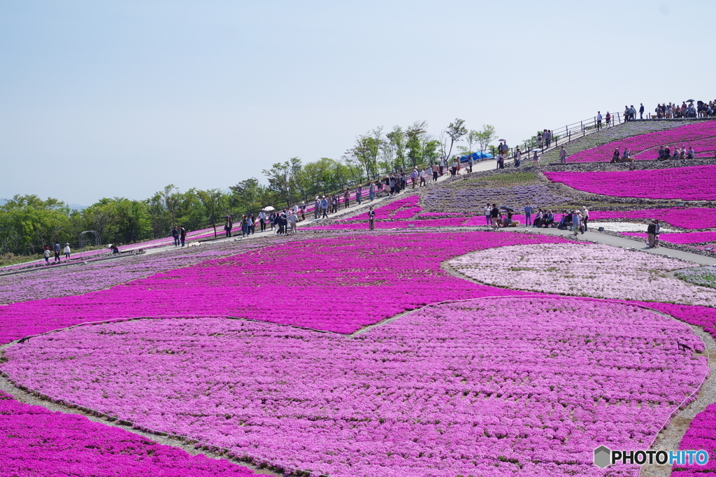 ハートの芝桜