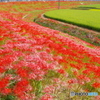 矢勝川の彼岸花