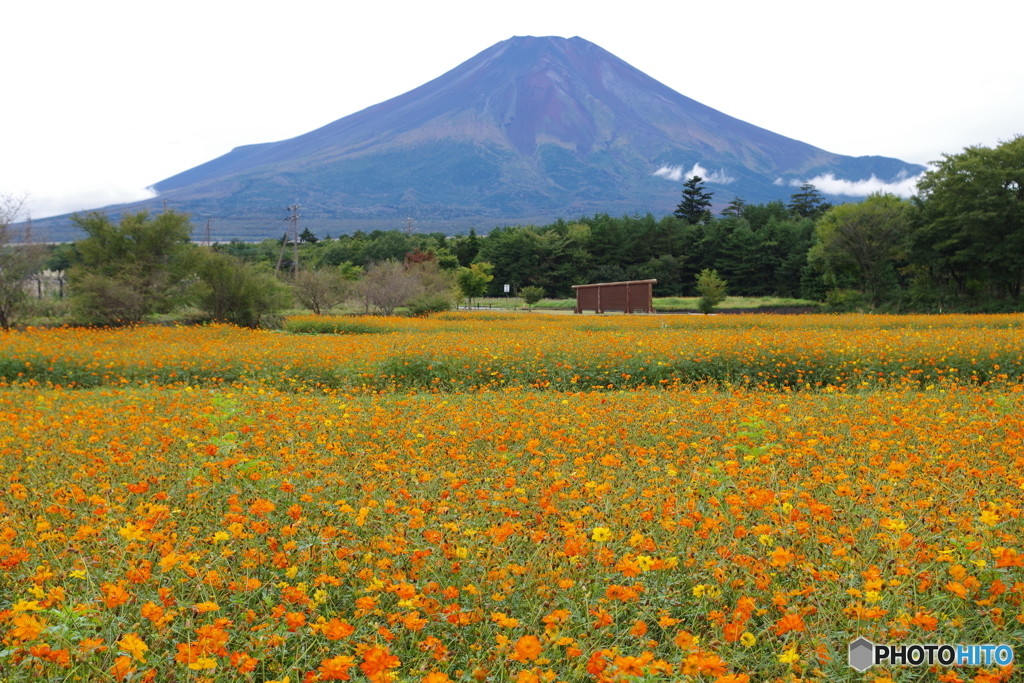 山中湖花の都公園