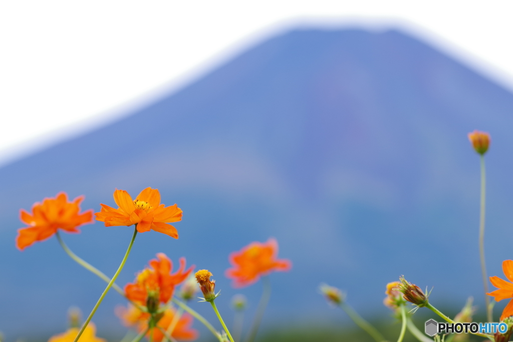 黄花コスモスと富士山