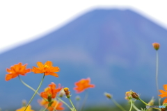 黄花コスモスと富士山