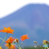 黄花コスモスと富士山