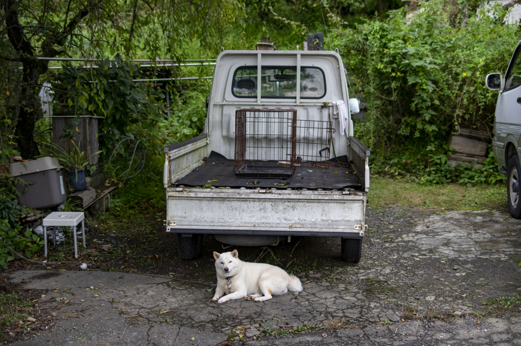 軽トラと白い犬 By やま Id 写真共有サイト Photohito