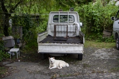 軽トラと白い犬