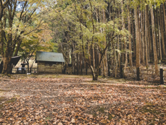 落ち葉の絨毯_キャンプ場