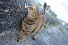 かゆそう