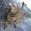 かゆそう