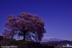 わに塚の桜