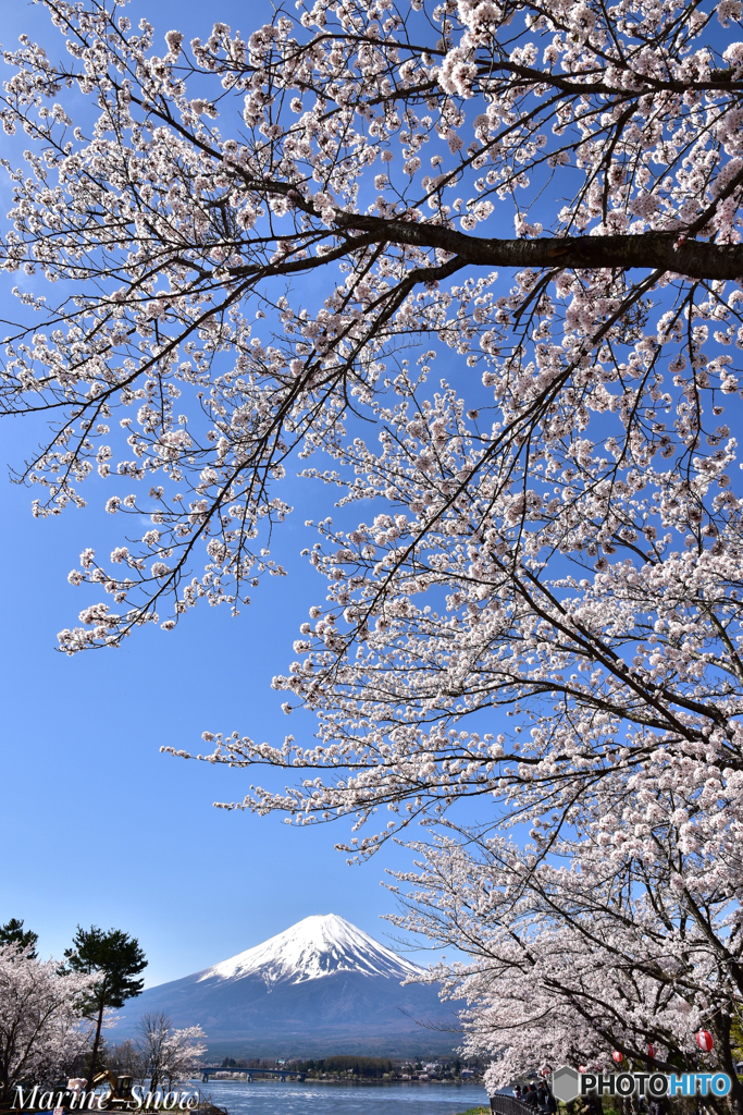 河口湖桜まつり