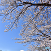 河口湖桜まつり