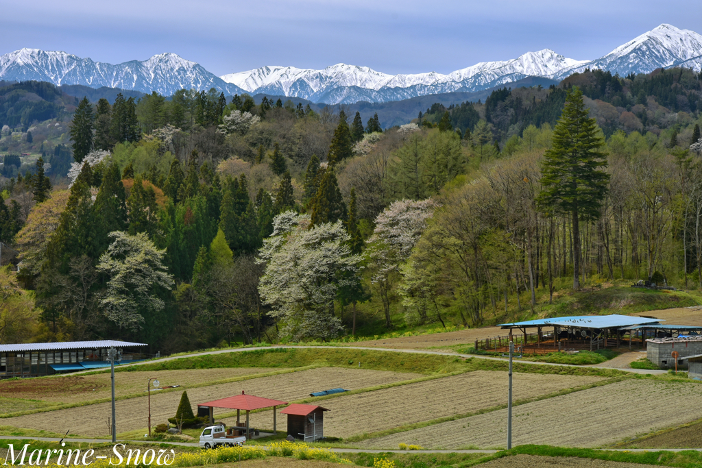 日本で最も美しい村〜小川村②