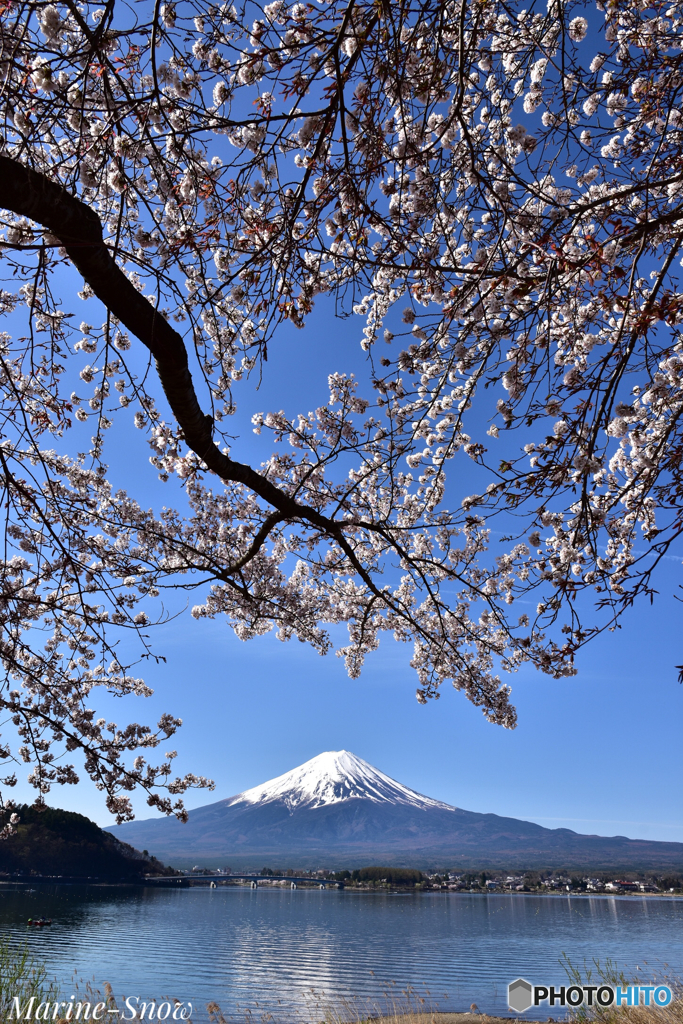 河口湖桜まつり