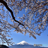 河口湖桜まつり