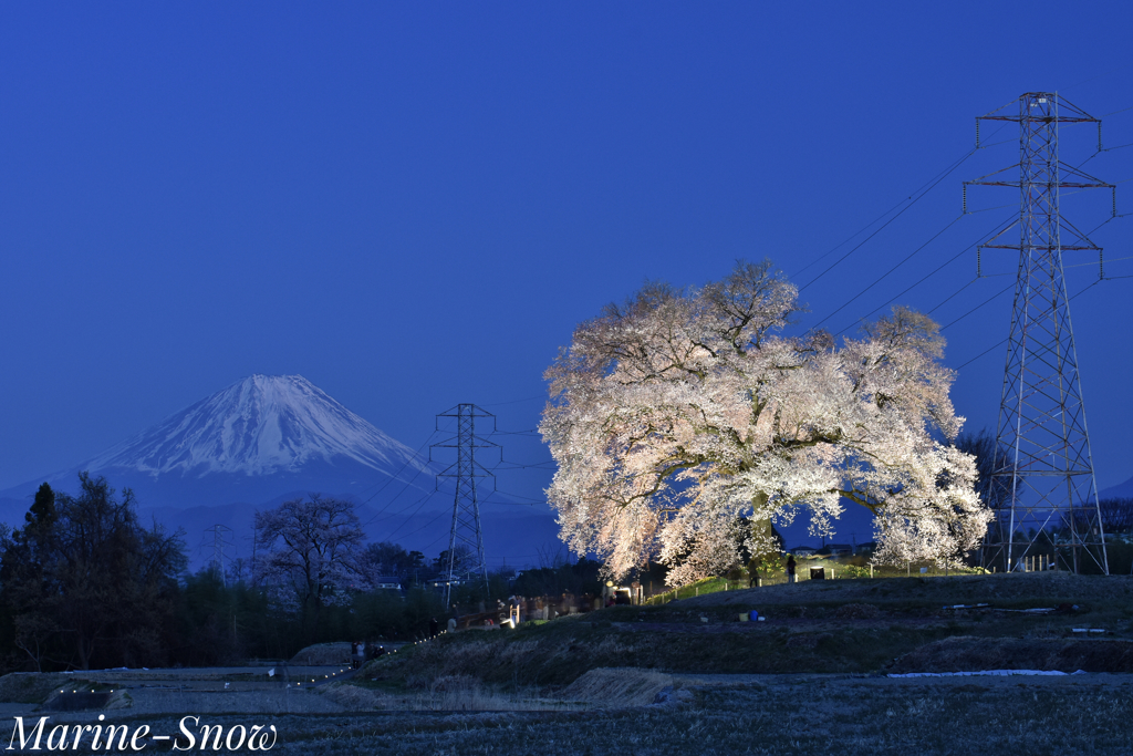 大好きな桜を訪ねて〜わに塚の桜