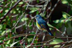 幸せの青い鳥