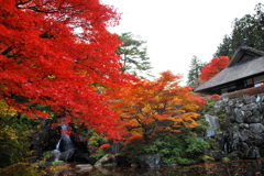 autumnal tints