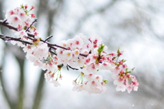 chilly cherry blossom