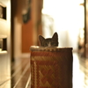 garbage cat
