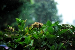 hydrangea